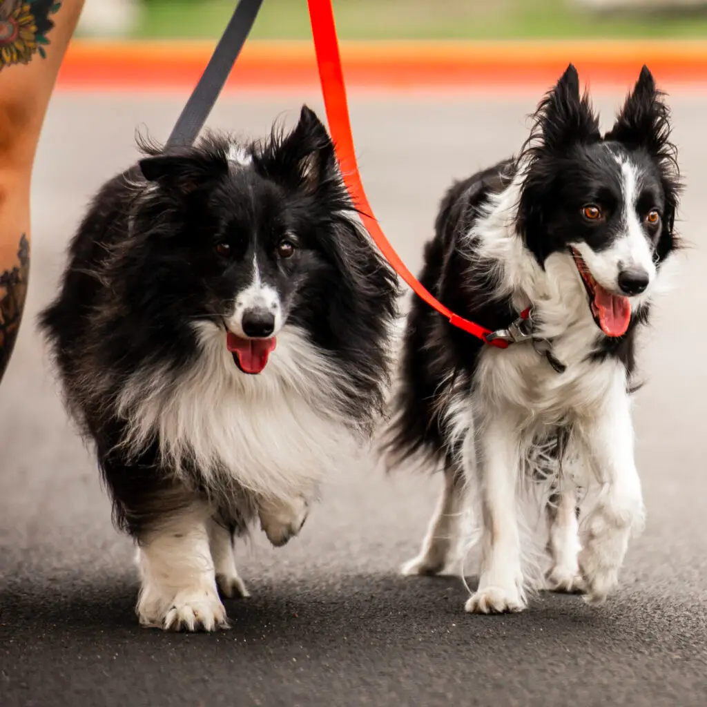 force free dog training Singapore