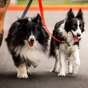 force free dog training Singapore