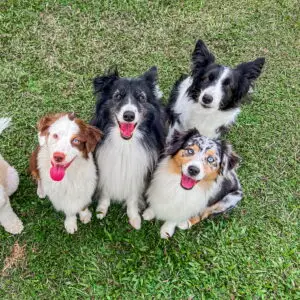 force free dog training Singapore
