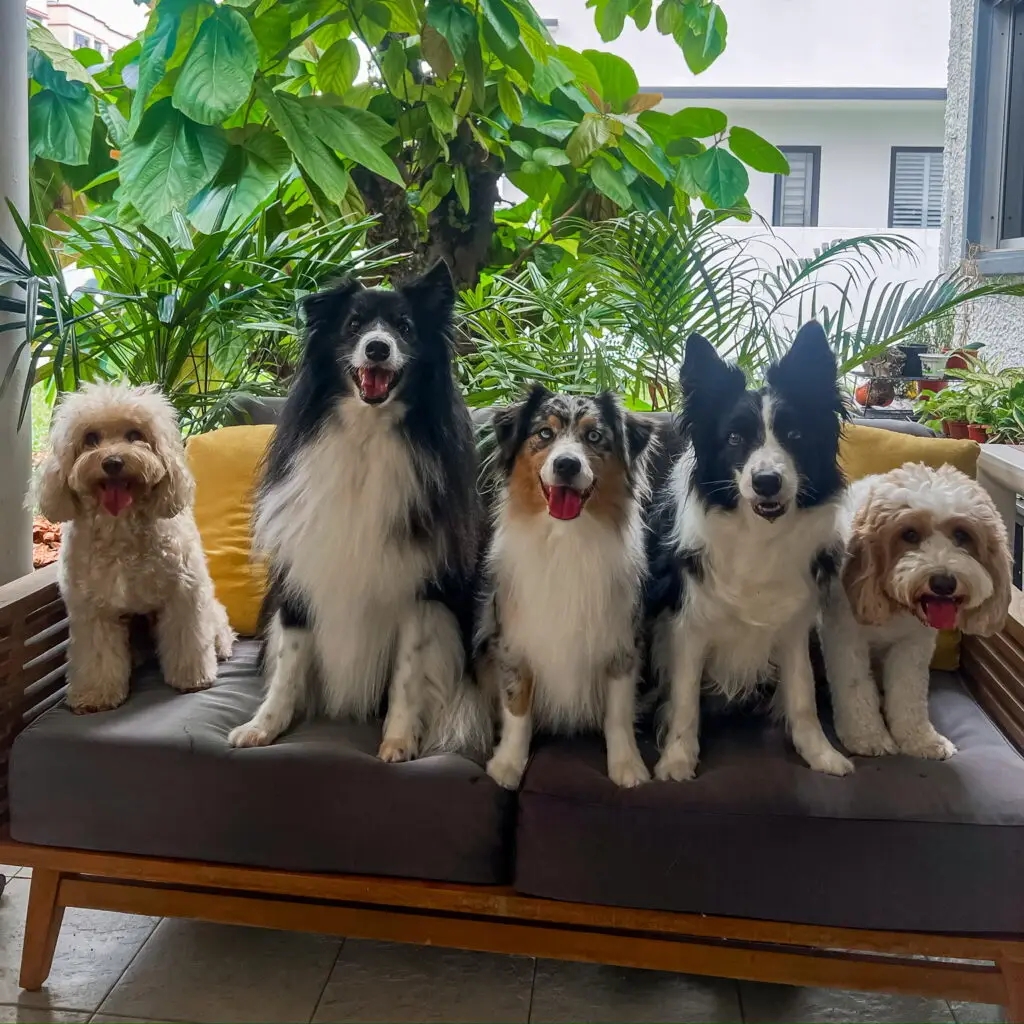 force free dog training Singapore