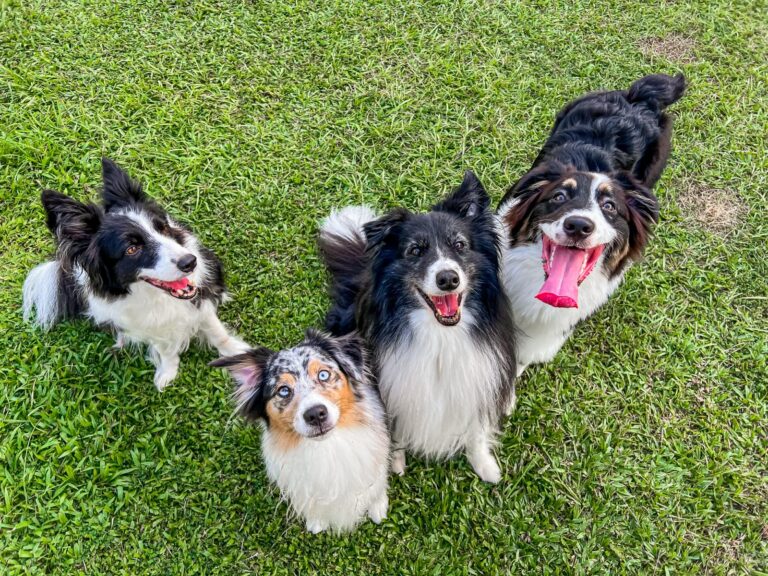Certified force-free, fear-free training for Singapore dogs — private lessons, dayschool, and swim days that build real confidence, not just obedience.