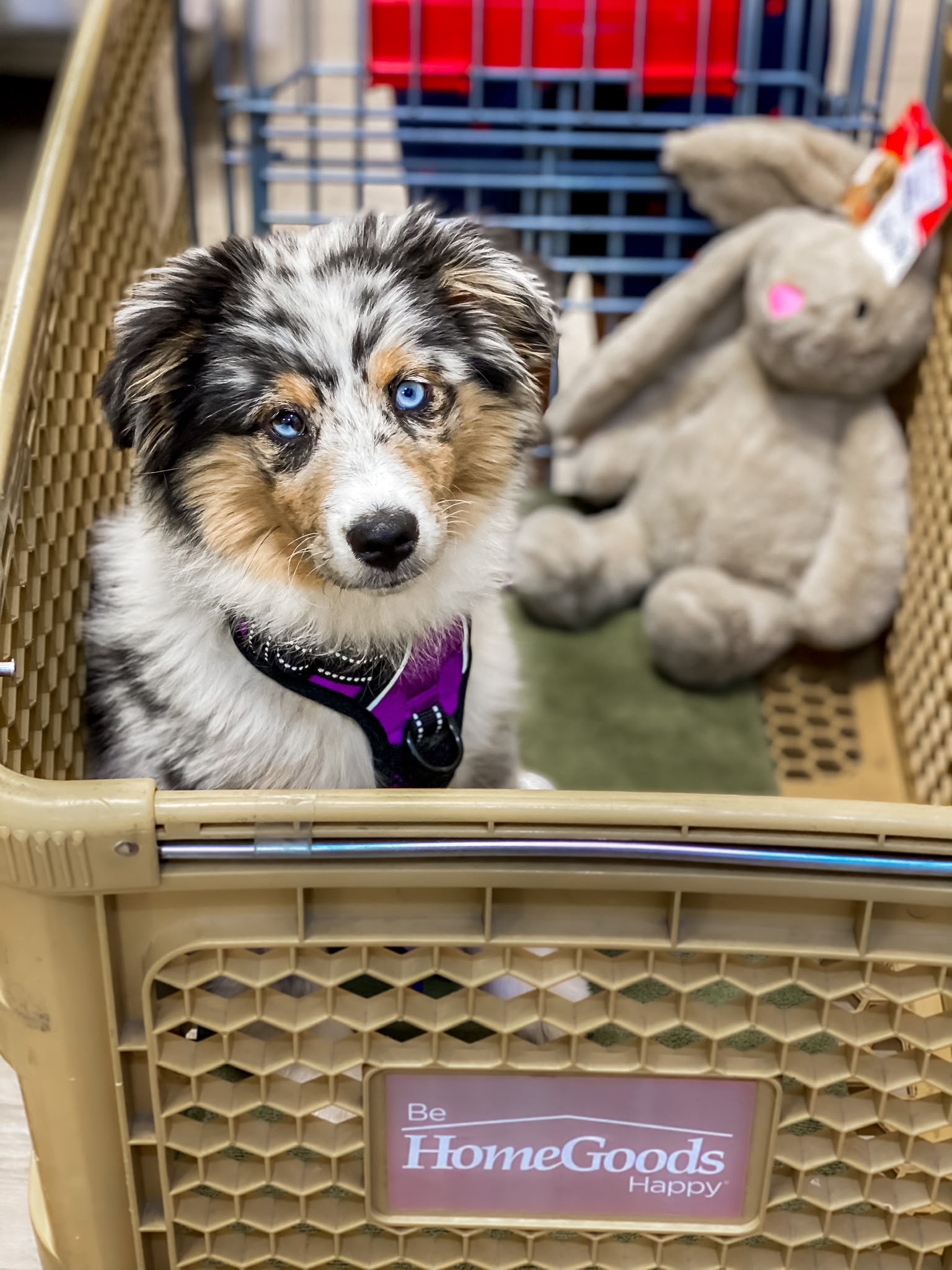 puppy socialisation singapore